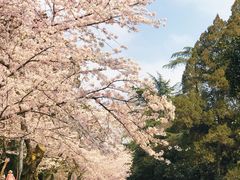 -武汉大学-樱园