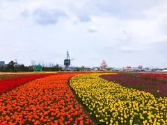-荷兰花海