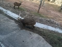 -清迈夜间动物园