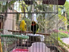 -西双版纳融创皇冠假日度假酒店