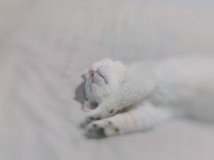-飞行喵MR PILOT|猫舍·猫咖(静安大融城店)