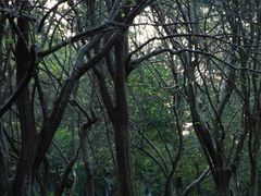 -杭州植物园