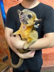 -Zoolung Zoolung动物主题公园(海信广场店)