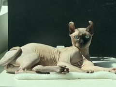 -瑞派·关忠动物医院·猫专科·犬专科(三环新城店)