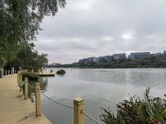 -华侨城湿地公园