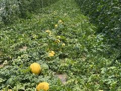 -庞各庄西瓜蔬菜采摘园·锦华瓜园