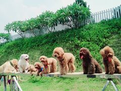 -良成狗狗乐园