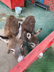 -萌宠亲子动物乐园(槐房万达店)