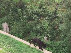 -石家庄市动物园