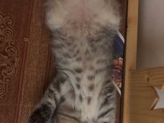 -关爱宠物医院·猫科中心·消化科(滨湖万达分院)