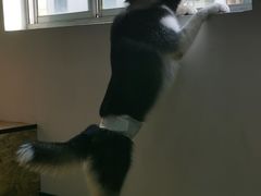 -Husky Go! 哈士奇体验馆·宠物咖啡厅狗咖