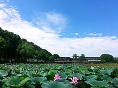 -洪湖生态旅游区