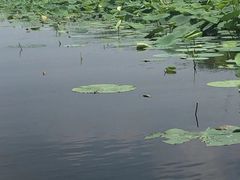 -白洋淀景区