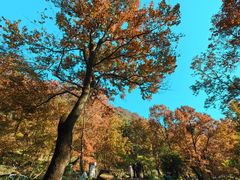 -广州市石门国家森林公园