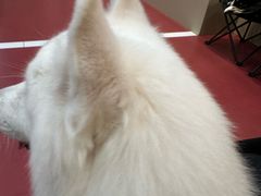 -和它·交个朋友·狗咖猫咖(爱琴海店)