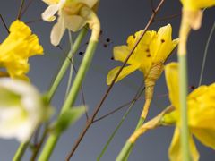 -荷兰布尔玛国际花艺学院