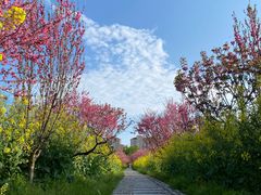 -南汇桃花村