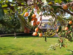 -静之湖湖畔餐厅