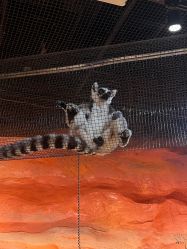 -Zoolung Zoolung动物主题公园(海信广场店)