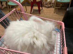 -猫色咖啡·猫咖
