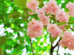 -长白岛森林公园