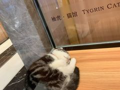 -袖虎·猫馆(体育西路店)