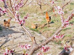 -宾湖农庄·农场特色(太湖龙之梦店)