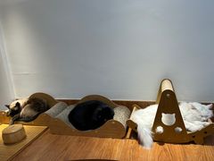 -有猫主题·治愈系猫咖(曾厝垵店)