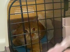 -瑞派·关忠动物医院·猫专科·犬专科(三环新城店)