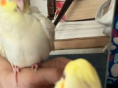 -溪岸路花鸟市场