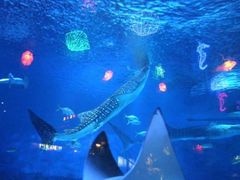 -烟台海昌鲸鲨海洋公园