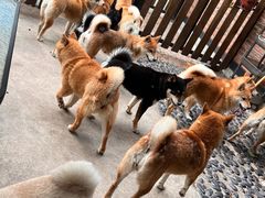 -柴犬高等学院·狗咖·柴犬售卖·宠物训练