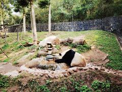 -都江堰中华大熊猫苑