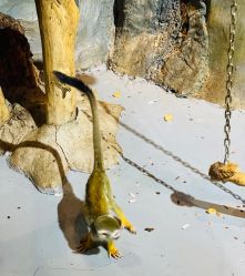 -未来动物城动物主题公园(大悦城店)