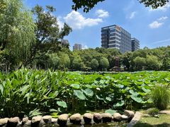 -陈家山荷花公园