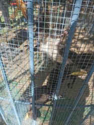 -萌宠亲子动物乐园(槐房万达店)