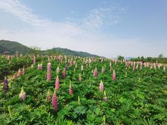 -径山花海