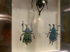 -上海昆虫博物馆