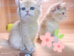 -猫十亿·布偶金渐层·曼基康矮脚猫舍(青年路店)