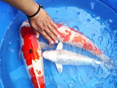 -华声天桥民俗文化园