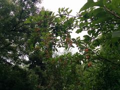 IMG_20140802_173153-紫竹院公园冰场
