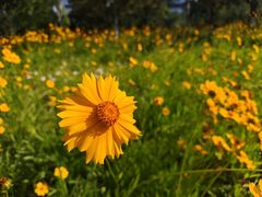 -香芙茗茶楼(梅家坞店)