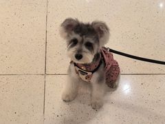 -帕帕拉兹宠物(亚洲旗舰店)