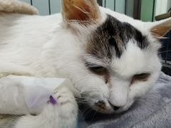 -达爱动物医院·犬猫分区·CT·复杂眼科(远洋山水分院)