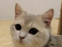 -东方名猫馆·英短金渐层布偶猫舍(环线广场1号楼店)