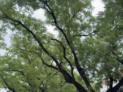 -北京国子监胡同