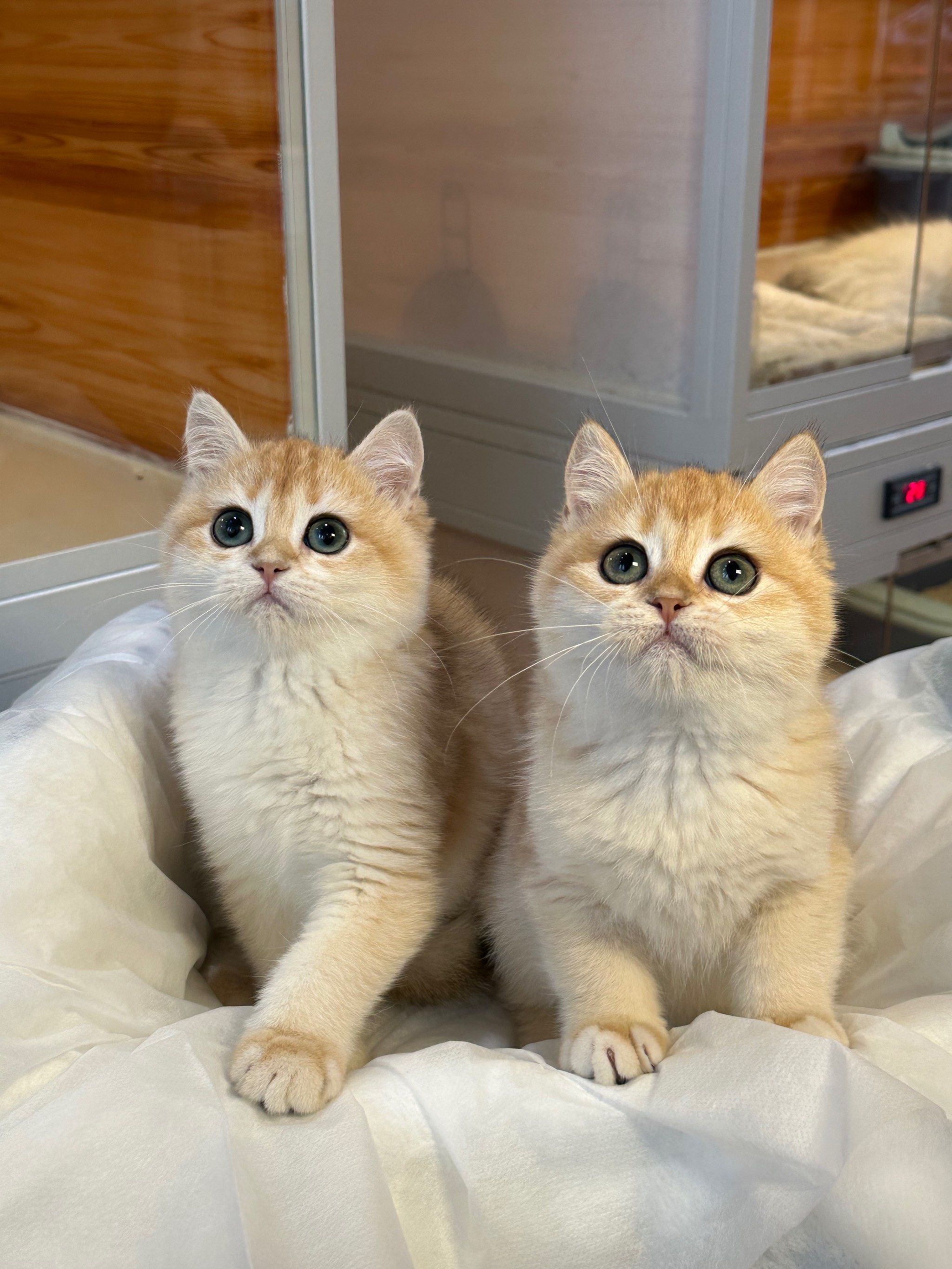 包子脸金渐层来咯