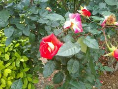 -人民公园(罗湖区)