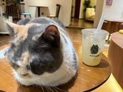 -有猫主题·治愈系猫咖(曾厝垵店)