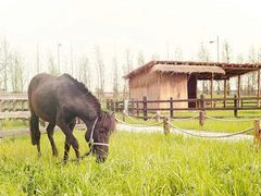-田园东方蜜桃村的田野营地